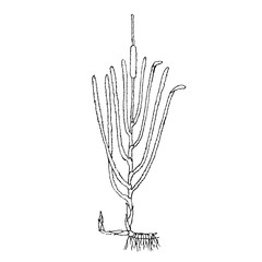 Monochrome reed mace, hand drawn sketch of plant stock vector illustration for web, for print