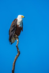 African fish eagle on the background of sky