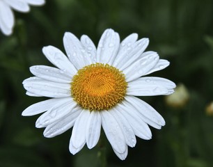 Obraz premium Summer Daisy 3