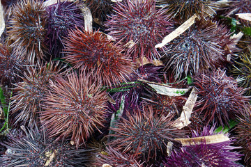 a species of sea urchin, purple sea urchin