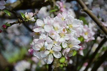 Apfelbaumbl&uuml;te in S&uuml;dtirol