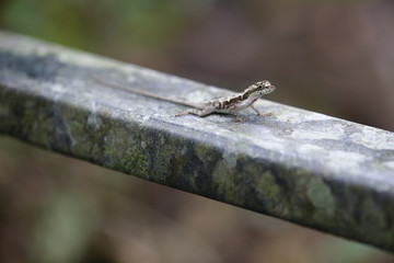 masked lizard