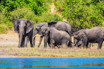 Naklejka premium Elephants are located on the river bank