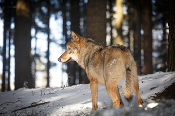 Wolf im Winter