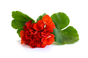 Rote Geranie, Pelargonie isoliert freigestellt auf weißen Hintergrund, Freisteller
