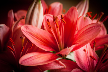 Fototapeta premium Blüten von roten Lilien als Nahaufnahme mit weiteren Lilien im Hintergrund