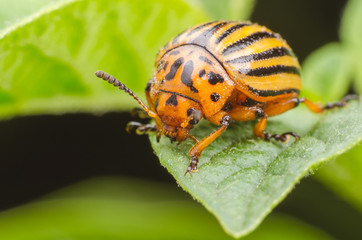 Colorado beetle crawls over potato leaves