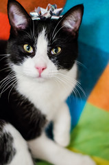 Photograph of a relaxed black and white cat at home with a gift bow on his head.