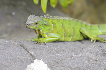 green iguana sitti