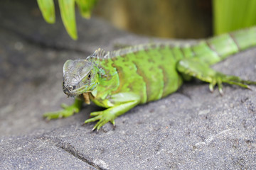 close up of green iguana