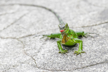 green iguana eating a cherry