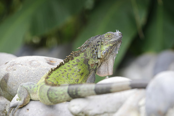 green iguana staring at the camera
