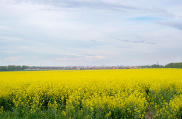 rapeseed field near big city