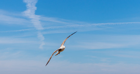 gaivota