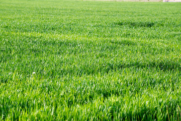 Fresh green grass on sunny day