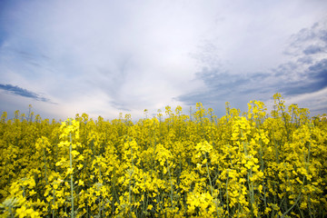 rapeseed field near big city
