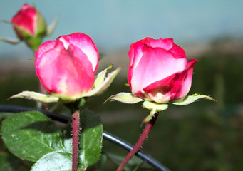 A delicate half-opened bud, a pink rose.  Grows in the garden.