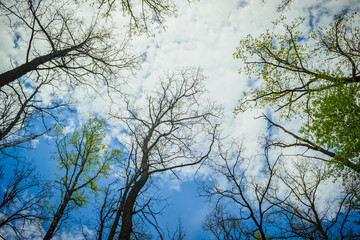 Trees of branches with dark and light green leaves on blue sky. Branch of trees on the blue sky. Many branches of a tree on a blue sky with clouds.