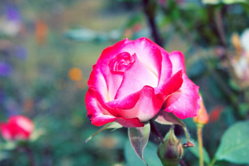 A delicate half-opened bud, a pink rose.  Grows in the garden.