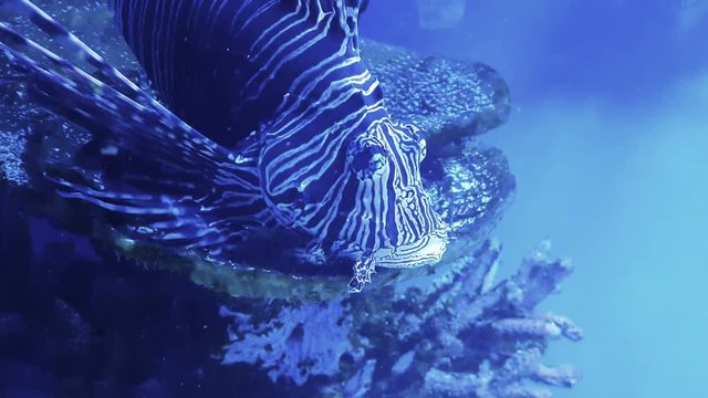 Beautiful lion fish swims in blue water