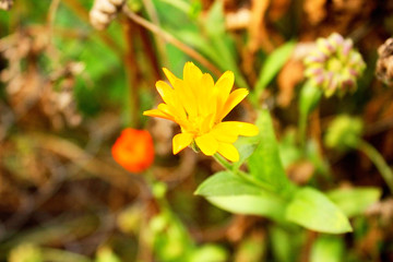 Delicate, orange flowers of marigold, grow in the garden.