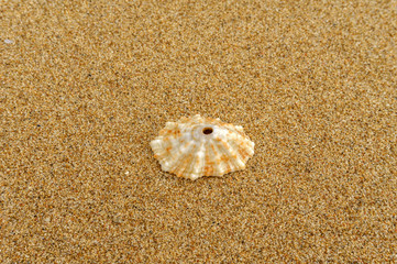 seashell with a hole on the sand