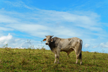 one cow grazes on a green meadow against a blue sky