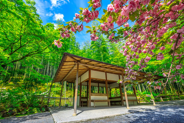 Garden with cherry blossom and wooden zen architecture on north side, north gate, of Tenryu-ji Zen...