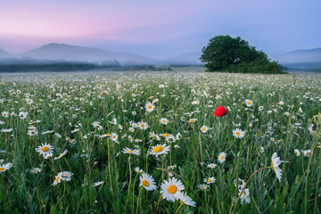 landscape, morning dawn on a chamomile field in the mountains