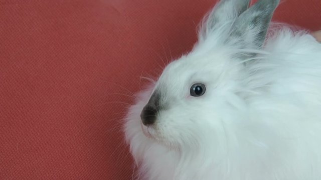 Fluffy pet. Happy homemade rabbit.
