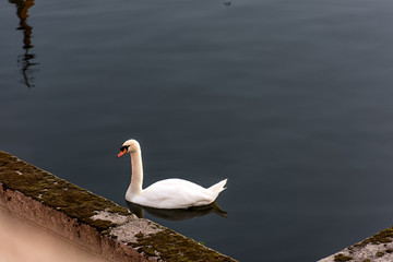 Cisne