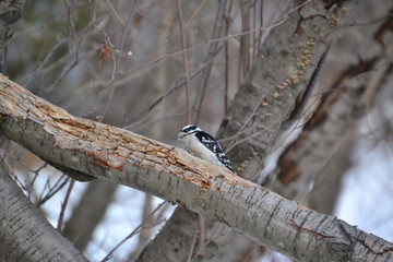 Downy Woodpecker 2