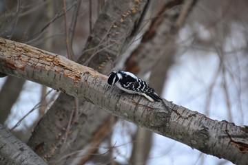 Downy Woodpecker 3