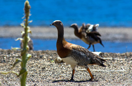 Caiquen en Lago Conguillio