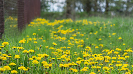 Common dandelion in spring landscape. Taraxacum officinale. Yellow flowers of healthy healing dandelions in green grass behind a garden fence.