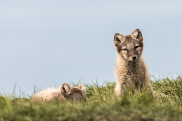 Arctic fox cubs, one lying and one sitting looking at camera, Svalbard