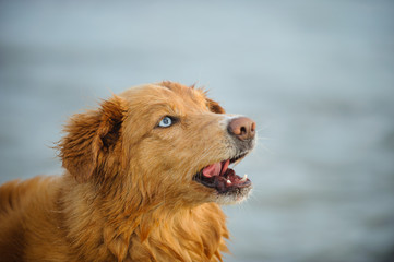 Nova Scotia Duck Tolling Retriever dog outdoor portrait against water