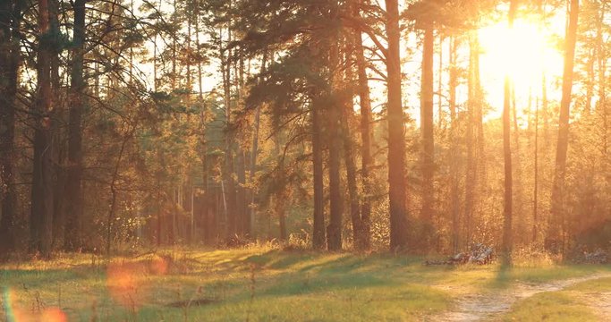 Sun Shining Over Forest Lane, Country Road, Path, Walkway Through Pine Forest. Sunset Sunrise In Summer Forest Trees
