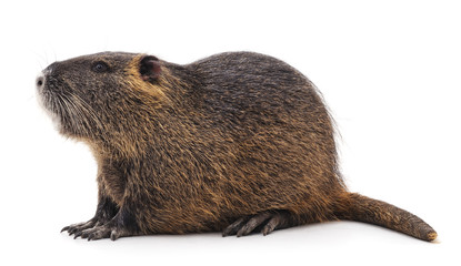 One big nutria.