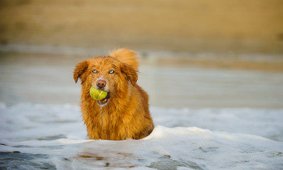 Nova Scotia Duck Tolling Retriever dog outdoor portrait in ocean with ball