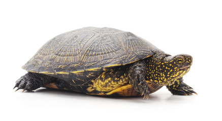 One big turtle.