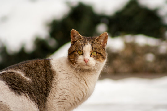 A cat with beautiful eyes standing on concrete in winter