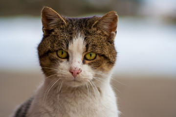 Close up of a cat's head with beautiful yellow eyes