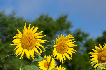 Fototapeta premium Happy sunflower field - nature and outdoor summer wonderland