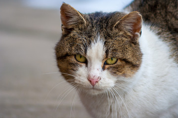 close up cat with yellow eyes lying on concrete in winter