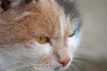 Close up of a cat with yellow eyes
