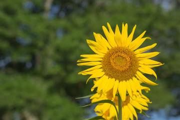 Obraz premium Happy sunflower field - nature and outdoor summer wonderland