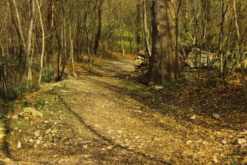 Obraz premium Camino en medio el bosque