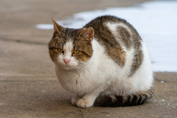 close up cat with yellow eyes lying on concrete in winter