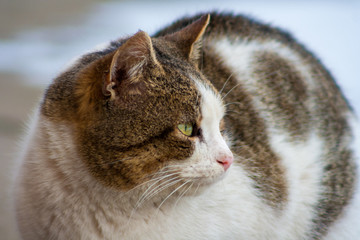 close up cat with yellow eyes lying on concrete in winter